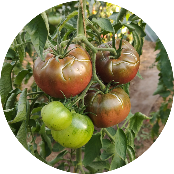 Black krim
