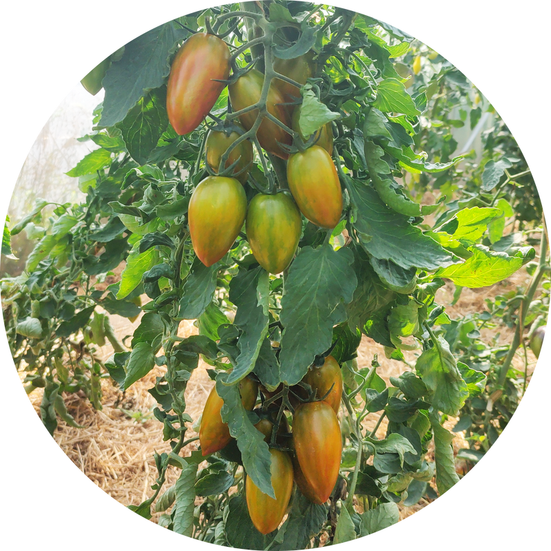 Tomatenzaad kopen 'Boar's tooth'