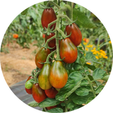Tomatenzaad kopen 'Chocolate pear'