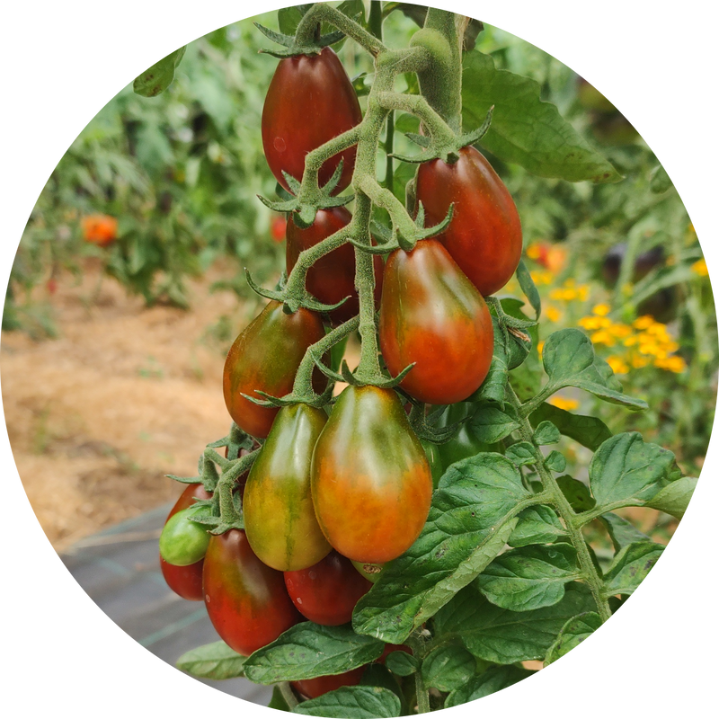 Tomatenzaad kopen 'Chocolate pear'