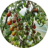 Tomatenzaad kopen 'Chocolate pear'