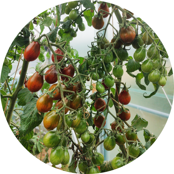 Tomatenzaad kopen 'Chocolate pear'