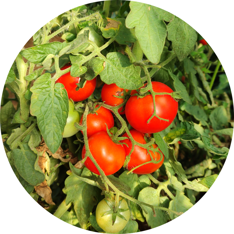Zaden tomaat 'Czech bush'