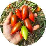 Tomaat 'Emalia'