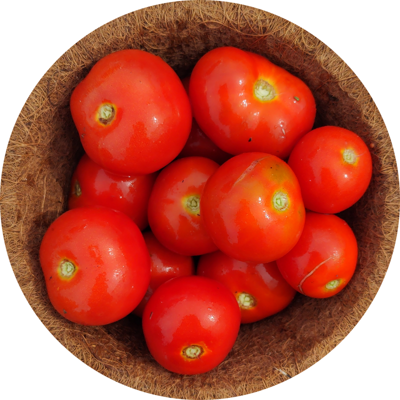 Zaden tomaat 'First in field'