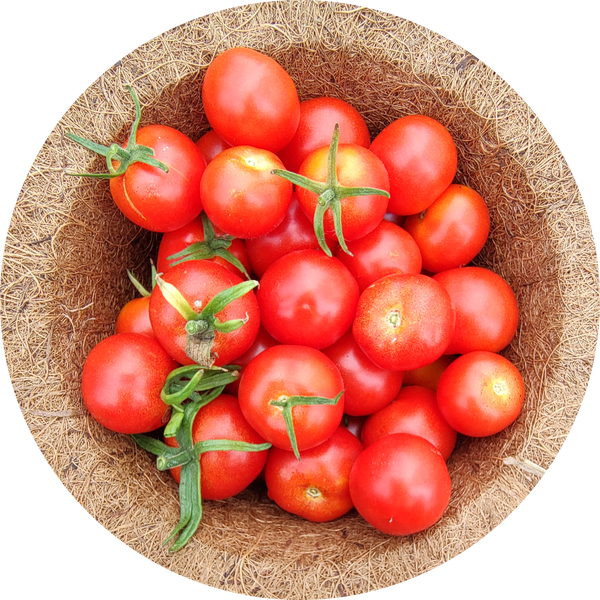 Zaden tomaat 'Gardener's delight'