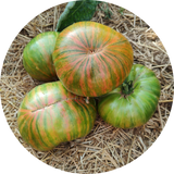 Tomatenzaad kopen 'Green copia'