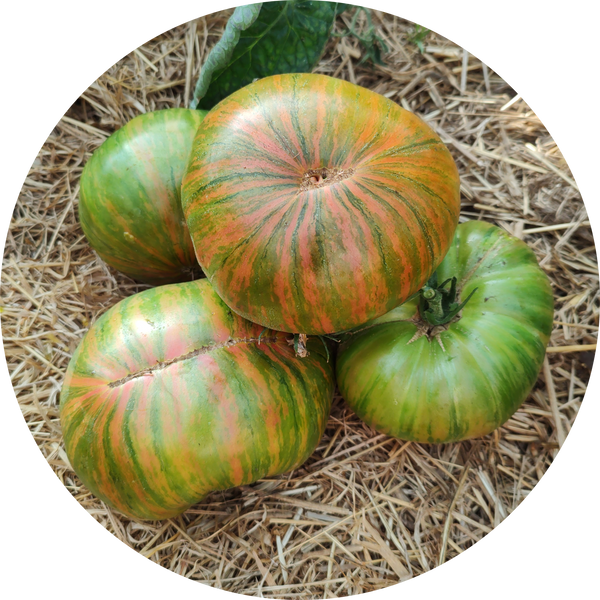 Tomatenzaad kopen 'Green copia'