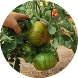 Tomatenzaad kopen 'Green copia'