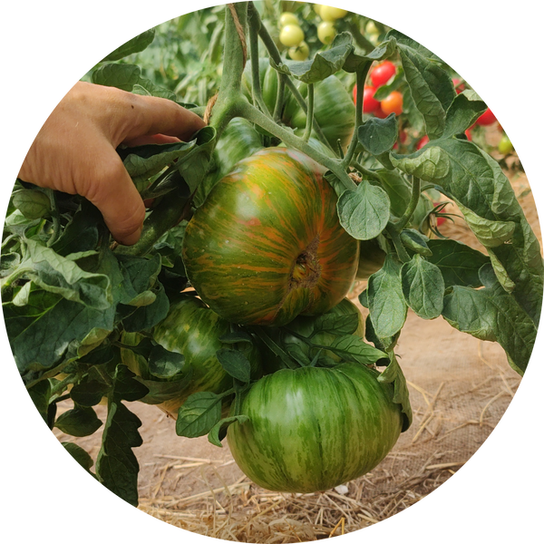 Tomatenzaad kopen 'Green copia'