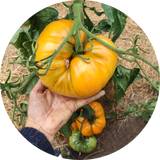 Kellogg's breakfast KBX