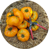 Kellogg's breakfast KBX