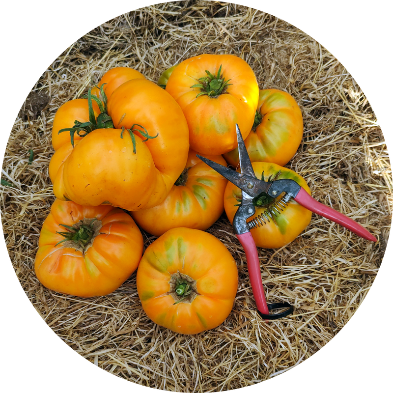 Kellogg's breakfast KBX