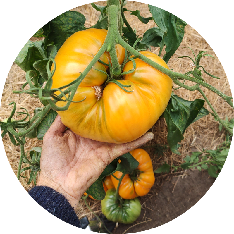 Kellogg's breakfast KBX