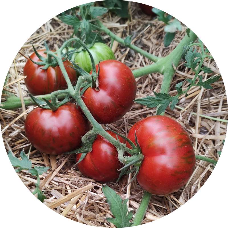Zaden tomaat 'Spike'