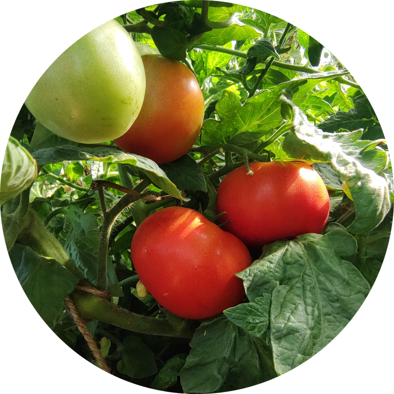 Zaden tomaat 'Stakeless'