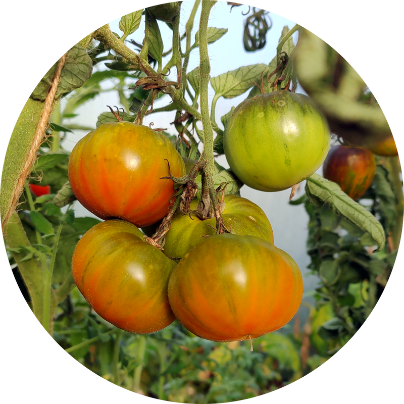 zaden tomaat 'Terra cotta'
