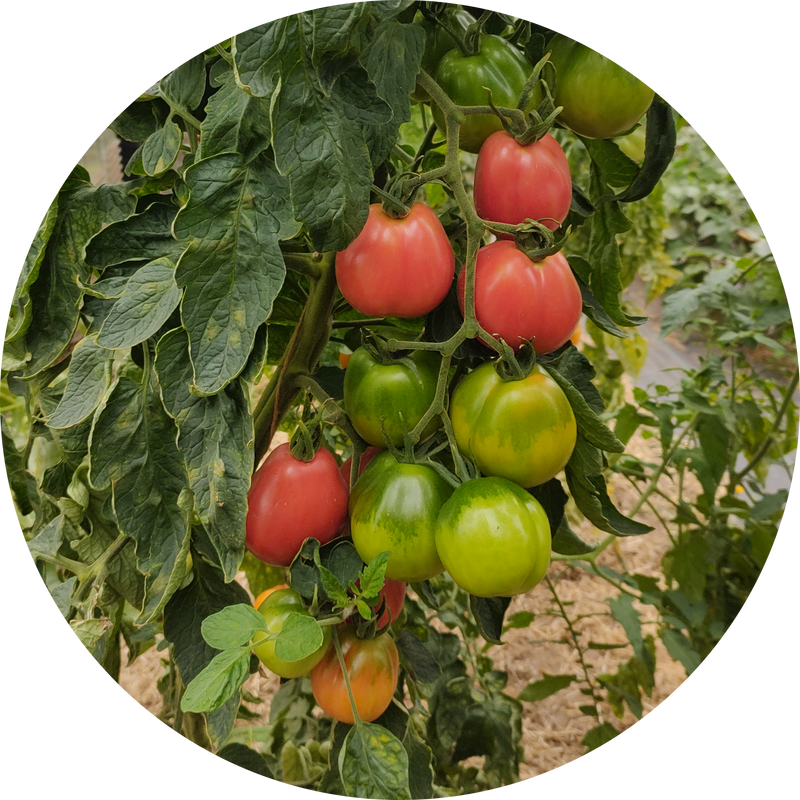 Tomatenzaad kopen 'Ukraïne pear'