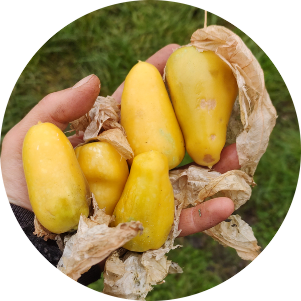 tomatillo zaden kopen 'Queen of malinalco'