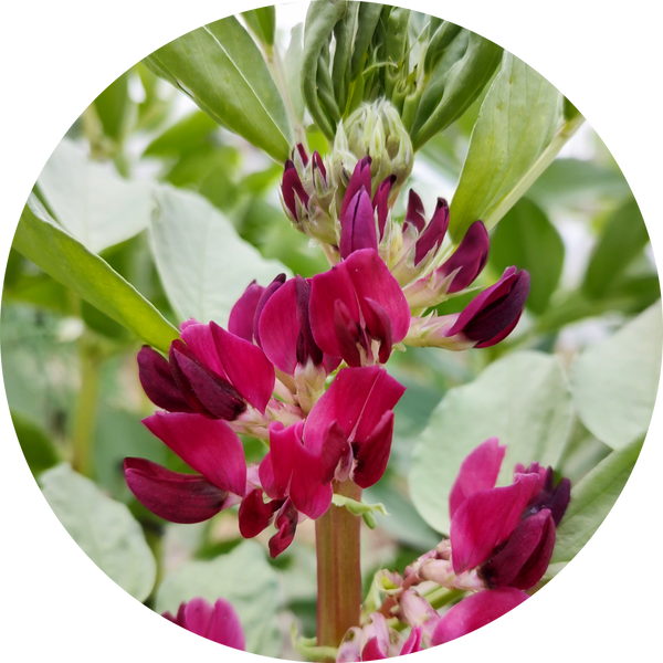 Zaden tuinboon 'Crimsonflowered'