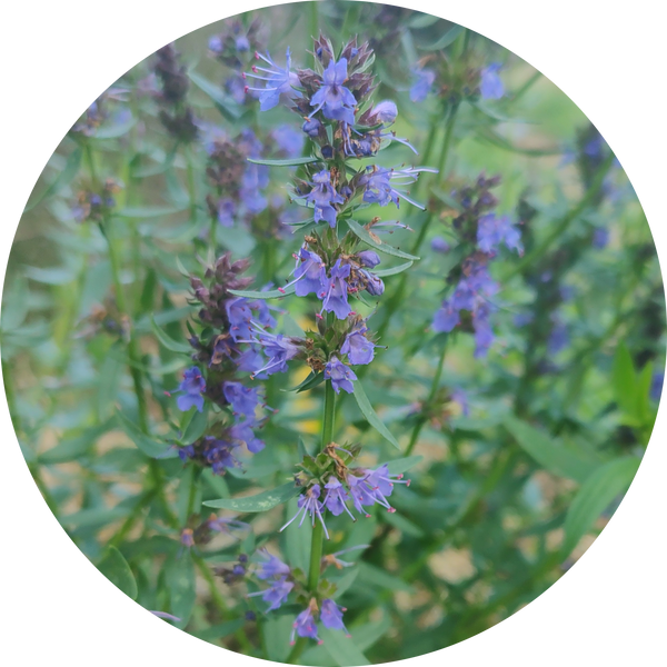 Zaden hyssopus officinalis 'Hyssop'