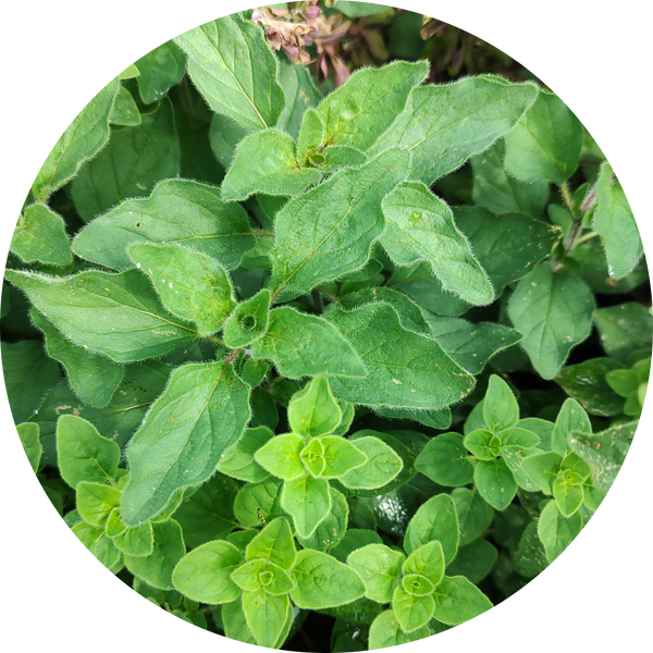 Zaden 'Oregano vulgaris'