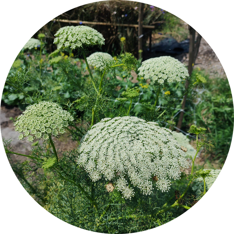 Zaden ammi visnaga 'Fijn akkerscherm'