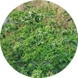 Zaden boeketvuller 'Oregano vulgare hirtum'