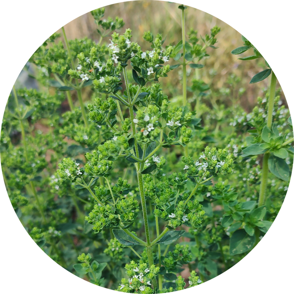 Zaden boeketvuller 'Oregano vulgare hirtum'