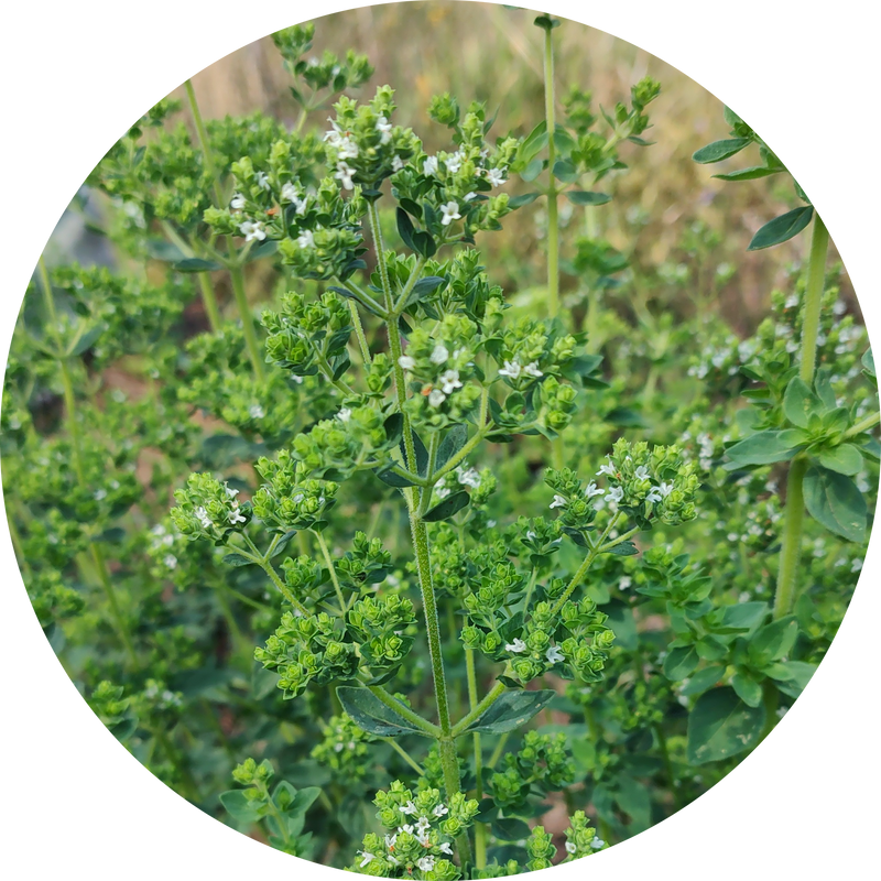 Zaden boeketvuller 'Oregano vulgare hirtum'