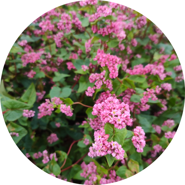 Boekweit zaden kopen 'Rozebloeiende boekweit' of 'Rose red soba'