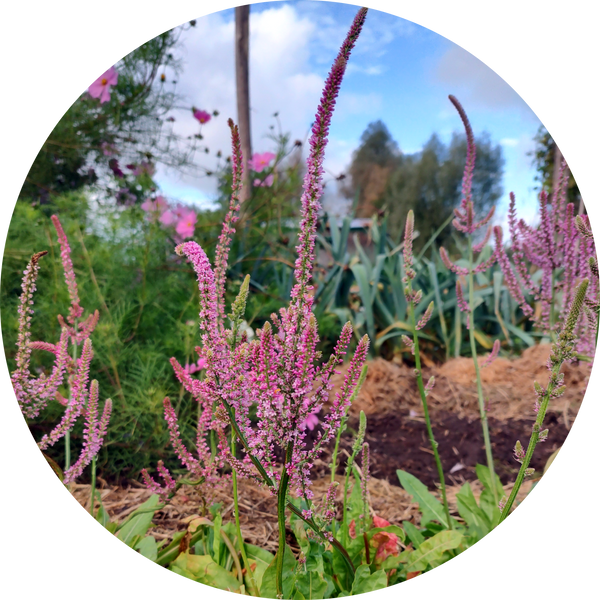 Zaden staartstatice 'Limonium suworowii'