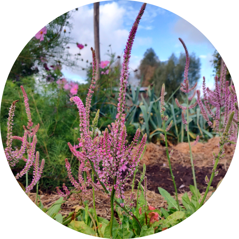 Zaden staartstatice 'Limonium suworowii'