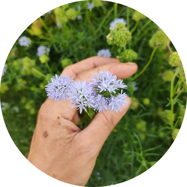 Zaden kopen 'Gilia leptantha', vogeloogjes