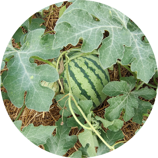 Zaden watermeloen 'early moonbeam'