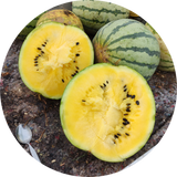 Watermeloen zaden kopen 'Early moonbeam'