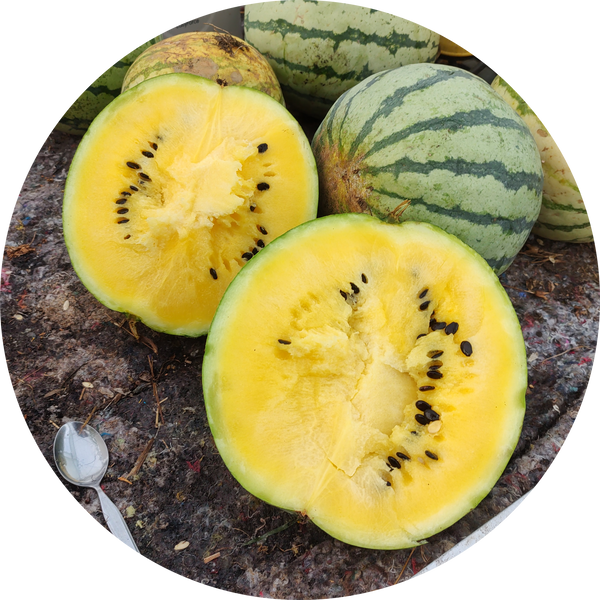 Watermeloen zaden kopen 'Early moonbeam'
