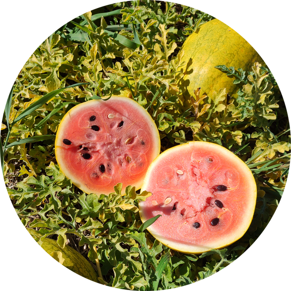 Zaden kopen watermeloen 'Golden midget'