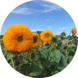 Zonnebloem 'Sungold'