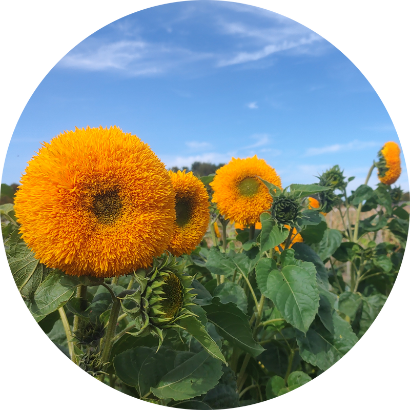 Zonnebloem 'Sungold'