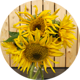 'Tarahumara' zonnebloem