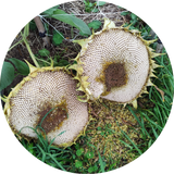 'Tarahumara' zonnebloem