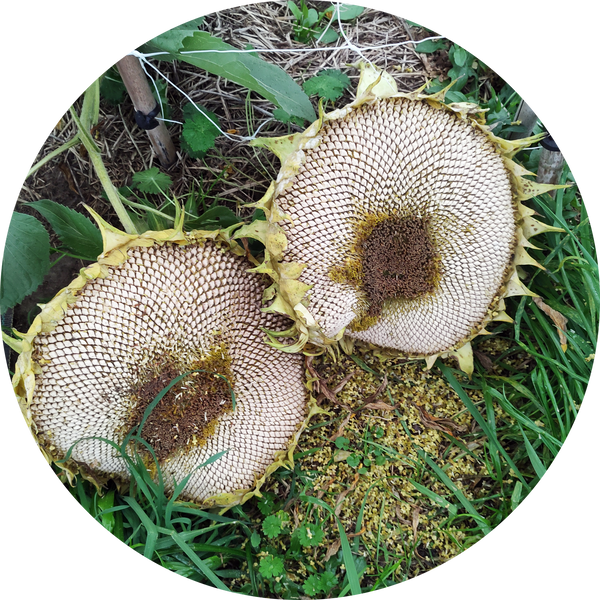 'Tarahumara' zonnebloem