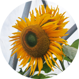 'Tarahumara' zonnebloem