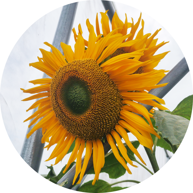 'Tarahumara' zonnebloem