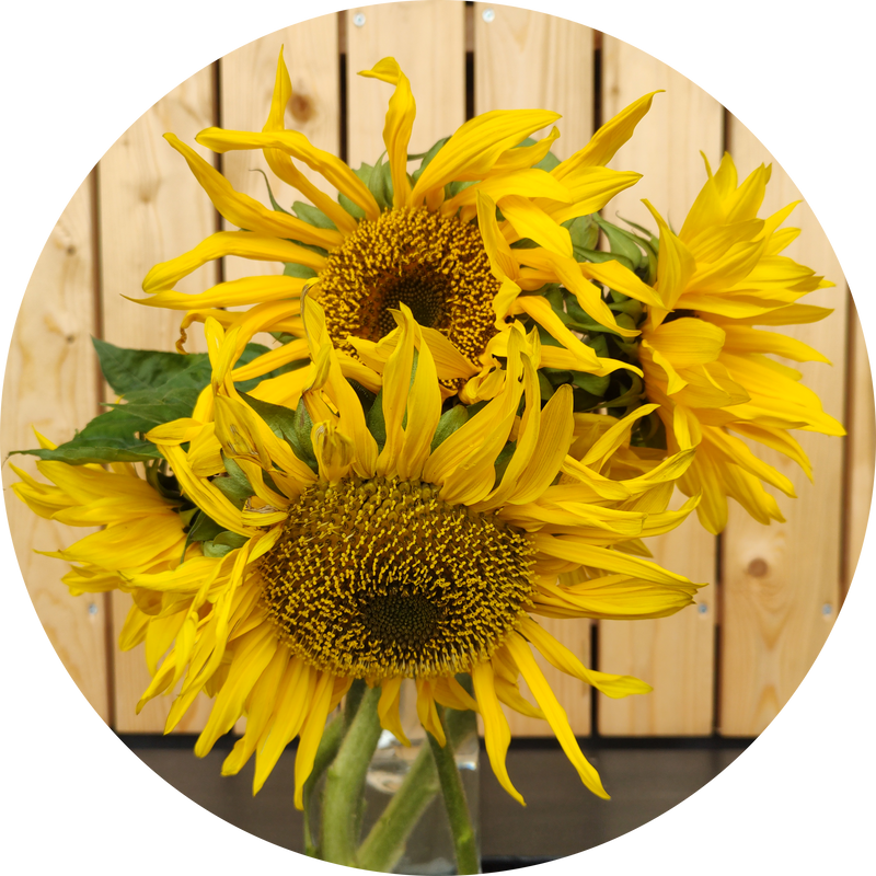 'Tarahumara' zonnebloem