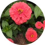 Zinnia elegans zaden kopen 'Benary giant coral'