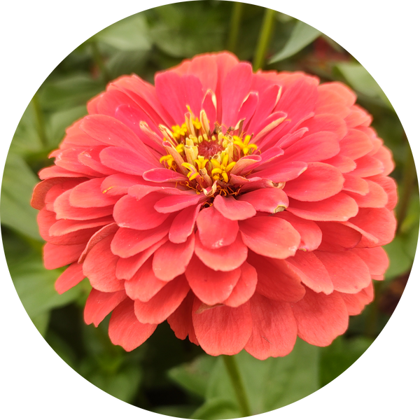 Zinnia elegans zaden kopen 'Benary giant coral'