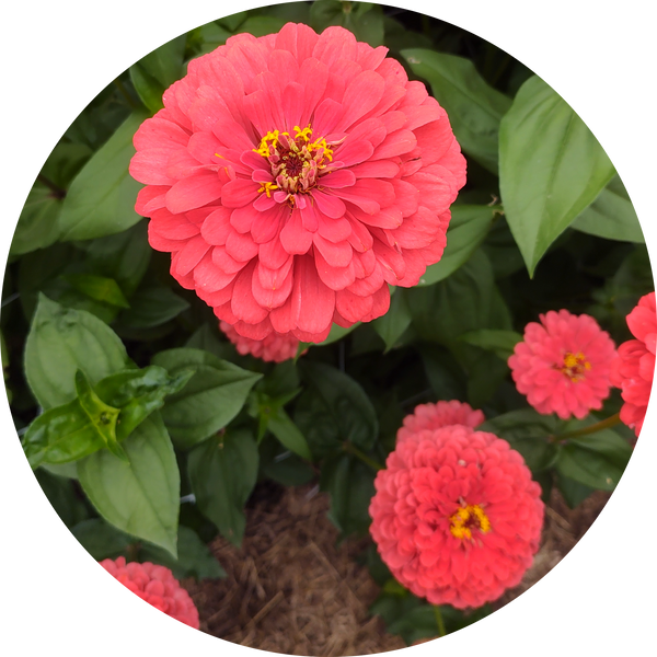 Zinnia elegans zaden kopen 'Benary giant coral'