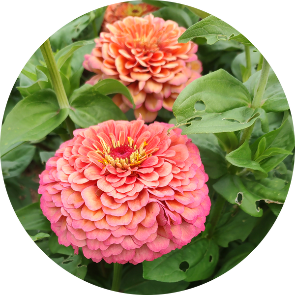 Zaden Zinnia 'Benary giant salmon rose'